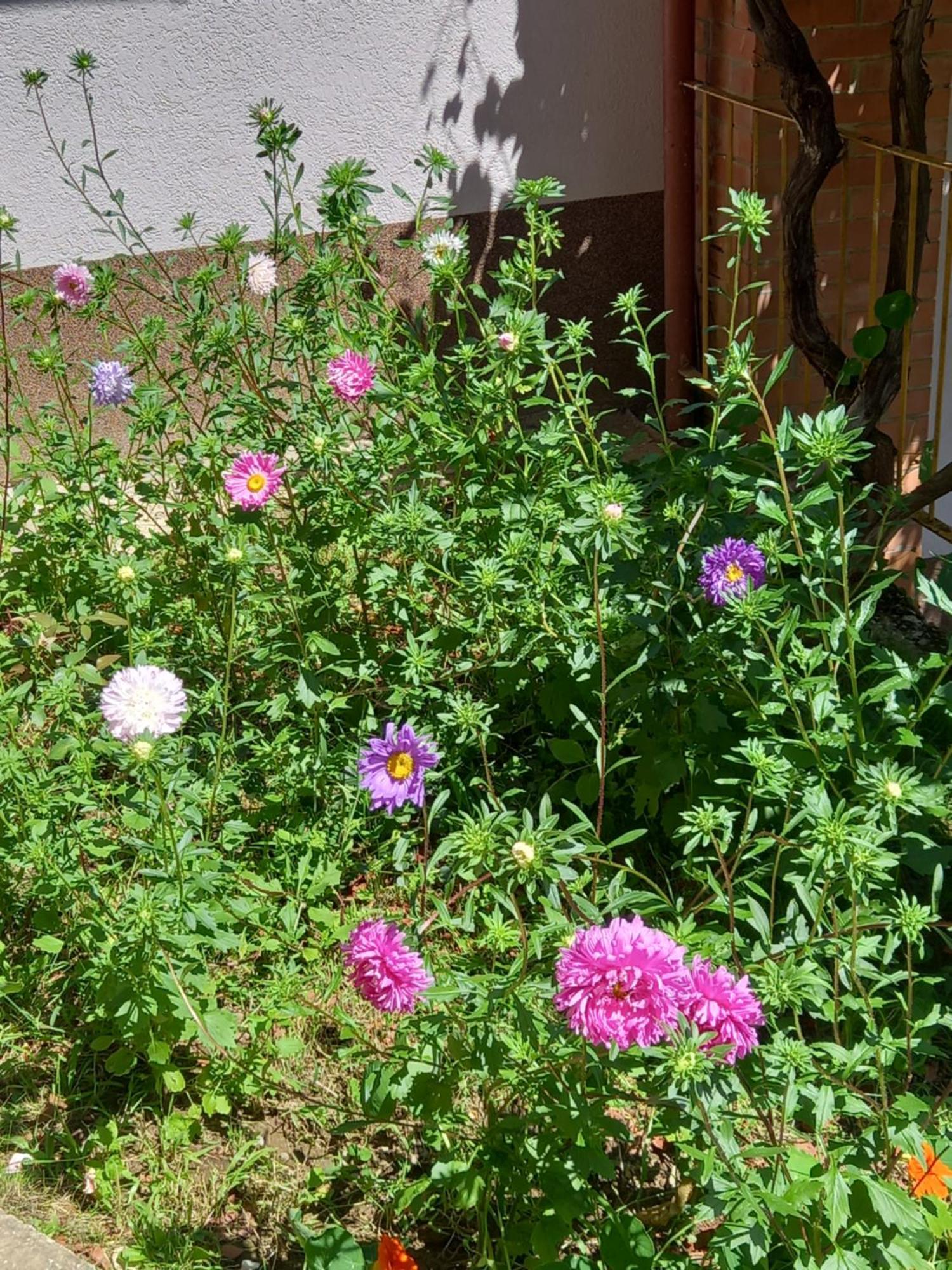 Mala Kuca Apartment Foca Bagian luar foto